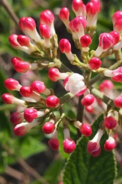 Fragrant Mohawk Viburnum Burkwoodi - 1 Gallon Pot 10 Fragrant Mohawk Viburnum Burkwoodi - 1 Gallon Pot -Garden Plants Viburnum Mohawk 6