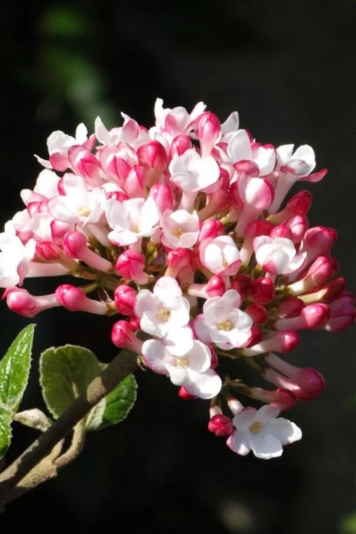 Fragrant Mohawk Viburnum Burkwoodi - 1 Gallon Pot 1 Fragrant Mohawk Viburnum Burkwoodi - 1 Gallon Pot