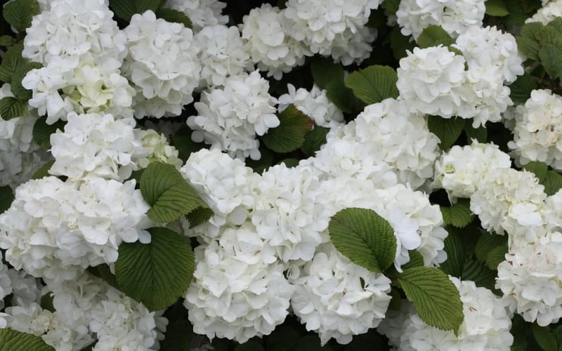 Popcorn Snowball Viburnum Bush - 3 Gallon Pot 5 Popcorn Snowball Viburnum Bush - 3 Gallon Pot - Image 5