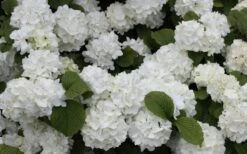 Popcorn Snowball Viburnum Bush - 1 Gallon Pot 9 Popcorn Snowball Viburnum Bush - 1 Gallon Pot -Garden Plants Viburnum Popcorn 1