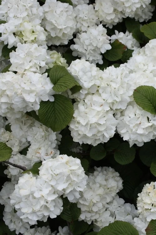 Popcorn Snowball Viburnum Bush - 1 Gallon Pot 1 Popcorn Snowball Viburnum Bush - 1 Gallon Pot