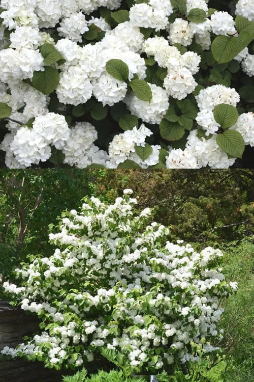 Popcorn Snowball Viburnum Bush - 1 Gallon Pot 4 Popcorn Snowball Viburnum Bush - 1 Gallon Pot - Image 4