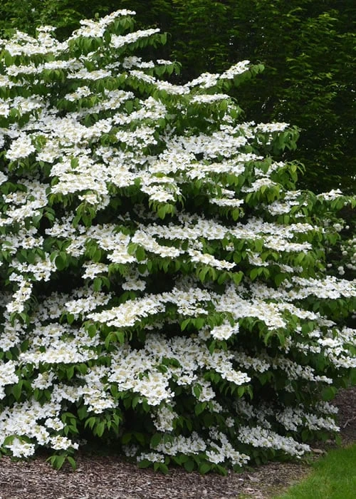 Shasta Doublefile Viburnum - 2 Gallon Pot 3 Shasta Doublefile Viburnum - 2 Gallon Pot -Garden Plants Viburnum Shasta 3 3
