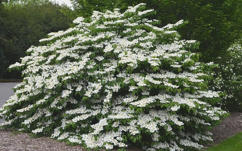 Shasta Doublefile Viburnum - 2 Gallon Pot 4 Shasta Doublefile Viburnum - 2 Gallon Pot - Image 4