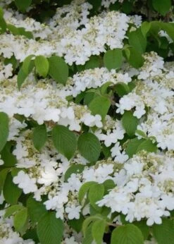 Shasta Doublefile Viburnum - 1 Gallon Pot -Garden Plants Viburnum Shasta 6 1