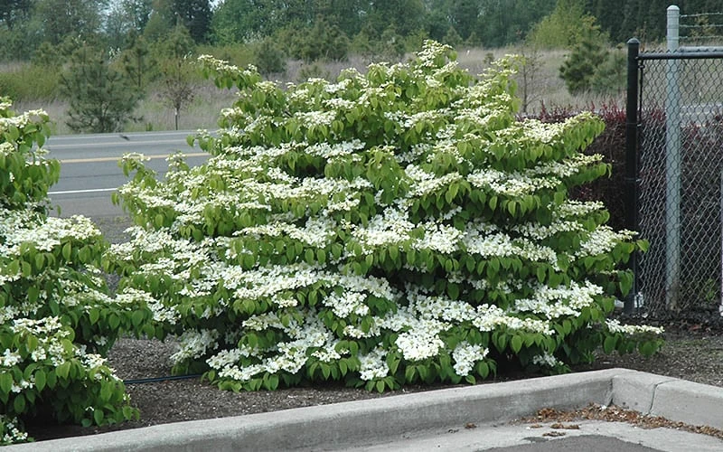 Shasta Doublefile Viburnum - 2 Gallon Pot 5 Shasta Doublefile Viburnum - 2 Gallon Pot - Image 5