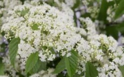 Snow Joey Viburnum - 3 Gallon Pot 11 Snow Joey Viburnum - 3 Gallon Pot -Garden Plants Viburnum Snow Joey 2