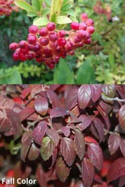 Snow Joey Viburnum - 2 Gallon Pot -Garden Plants Viburnum Snow Joey 5 1