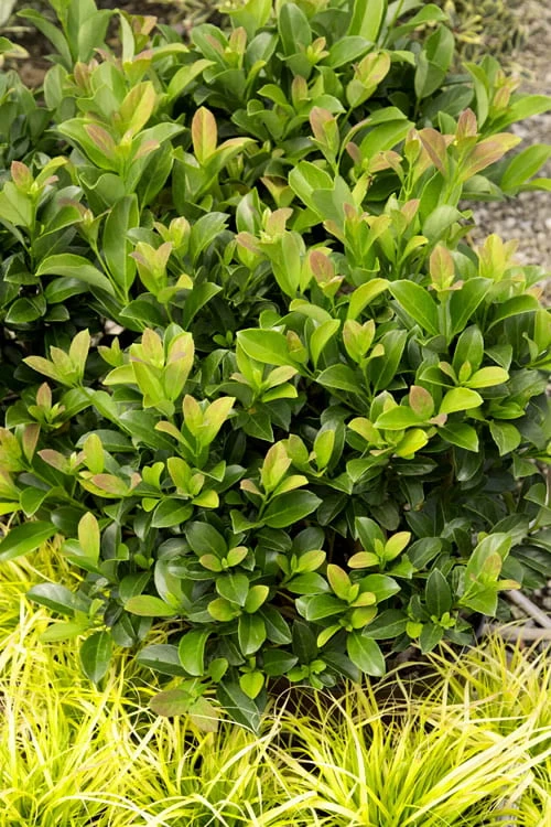 Sugar Cookie Sweet Viburnum - 3 Gallon Pot 1 Sugar Cookie Sweet Viburnum - 3 Gallon Pot