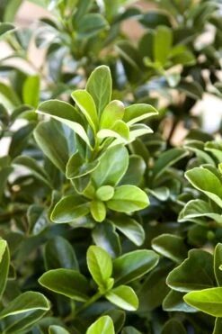 Sugar Cookie Sweet Viburnum - 3 Gallon Pot 9 Sugar Cookie Sweet Viburnum - 3 Gallon Pot -Garden Plants Viburnum Sugar Cookie 2