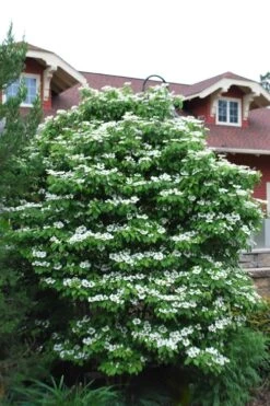 Summer Snowflake Viburnum - 1 Gallon Pot -Garden Plants Viburnum Summer Snowflake 20 1
