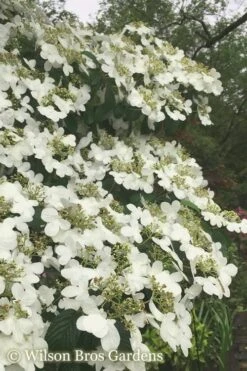 Summer Snowflake Viburnum - 3 Gallon Pot -Garden Plants Viburnum Summer Snowflake 21 500x750 2