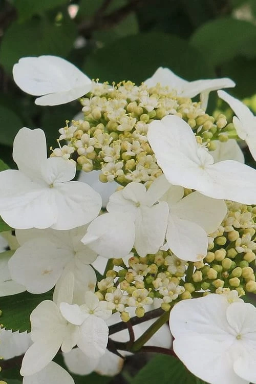 Summer Snowflake Viburnum - 3 Gallon Pot 2 Summer Snowflake Viburnum - 3 Gallon Pot -Garden Plants Viburnum Summer Snowflake 21