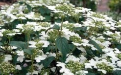 Summer Snowflake Viburnum - 3 Gallon Pot -Garden Plants Viburnum Summer Snowflake 3 1