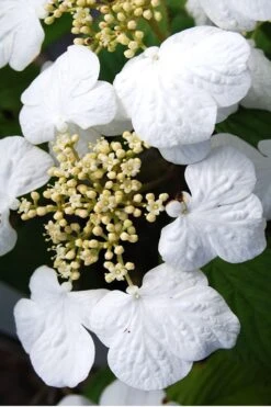 Summer Snowflake Viburnum - 3 Gallon Pot -Garden Plants Viburnum Summer Snowflake 30