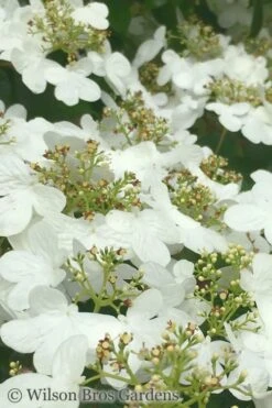 Summer Snowflake Viburnum - 3 Gallon Pot -Garden Plants Viburnum Summer Snowflake 31 1