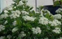 Winterthur Viburnum - 1 Gallon Pot 11 Winterthur Viburnum - 1 Gallon Pot -Garden Plants Viburnum Winterthur 11