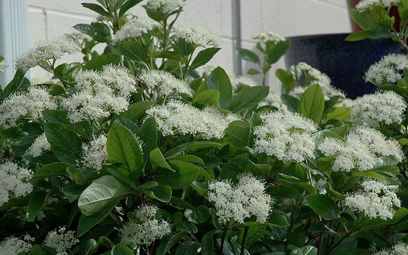 Winterthur Viburnum - 1 Gallon Pot 4 Winterthur Viburnum - 1 Gallon Pot - Image 4