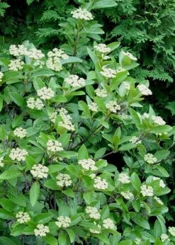 Winterthur Viburnum - 1 Gallon Pot 15 Winterthur Viburnum - 1 Gallon Pot -Garden Plants Viburnum Winterthur 7