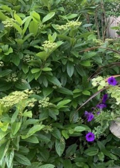 Winterthur Viburnum - 1 Gallon Pot 14 Winterthur Viburnum - 1 Gallon Pot -Garden Plants Viburnum Winterthur 9