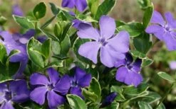 Ralph Shugert Variegated Periwinkle - Vinca Minor - 3 Pack Of Pint Pots -Garden Plants Vinca Minor Ralph Shugert Closeup