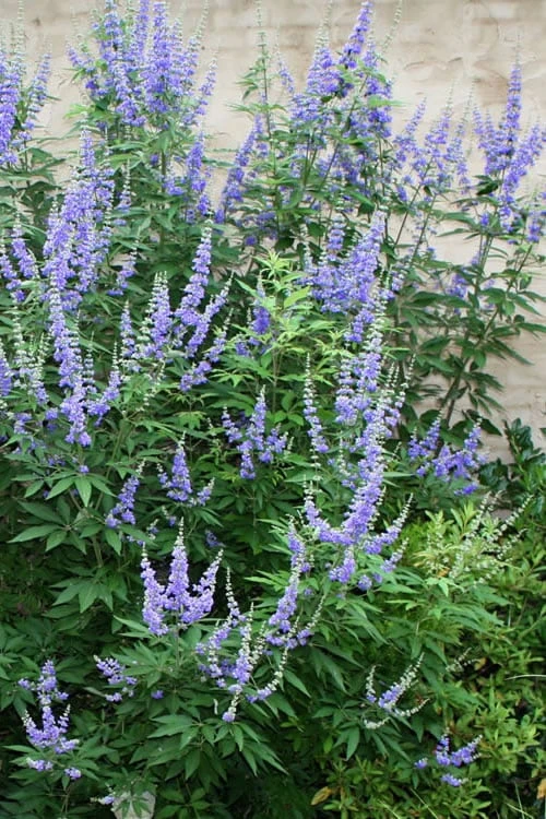 Blue Chaste Tree - Vitex Agnus-castus - 1 Gallon Pot 1 Blue Chaste Tree - Vitex Agnus-castus - 1 Gallon Pot