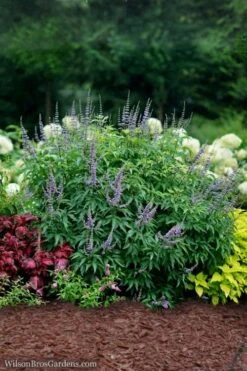 Blue Diddley Dwarf Chaste Tree - Vitex Agnus-castus - 3 Gallon Pot 9 Blue Diddley Dwarf Chaste Tree - Vitex Agnus-castus - 3 Gallon Pot -Garden Plants Vitex Blue Diddley 3