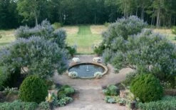 Blue Chaste Tree - Vitex Agnus-castus - 1 Gallon Pot 13 Blue Chaste Tree - Vitex Agnus-castus - 1 Gallon Pot -Garden Plants Vitex Chaste Tree 11