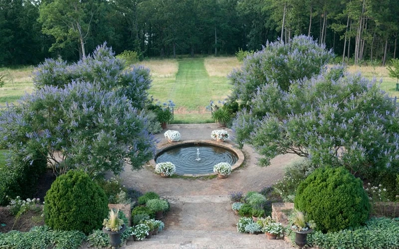 Blue Chaste Tree - Vitex Agnus-castus - 1 Gallon Pot 6 Blue Chaste Tree - Vitex Agnus-castus - 1 Gallon Pot - Image 6