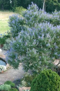 Blue Chaste Tree - Vitex Agnus-castus - 1 Gallon Pot 12 Blue Chaste Tree - Vitex Agnus-castus - 1 Gallon Pot -Garden Plants Vitex Chaste Tree 13