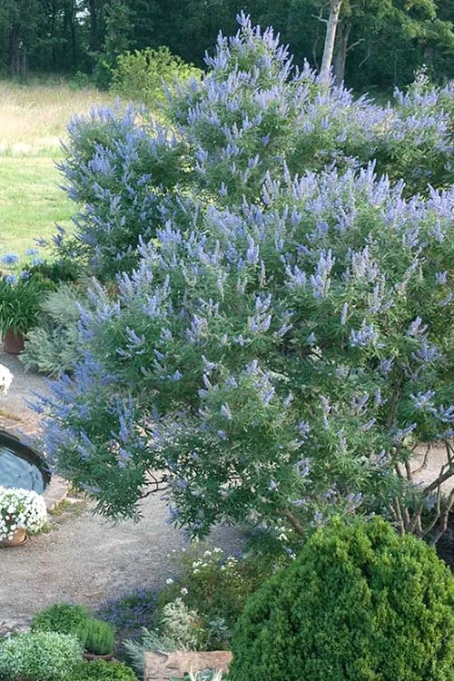 Blue Chaste Tree - Vitex Agnus-castus - 1 Gallon Pot 5 Blue Chaste Tree - Vitex Agnus-castus - 1 Gallon Pot - Image 5