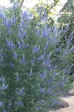 Blue Chaste Tree - Vitex Agnus-castus - 1 Gallon Pot 15 Blue Chaste Tree - Vitex Agnus-castus - 1 Gallon Pot -Garden Plants Vitex Chaste Tree 14