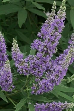 Shoal Creek Blue Chaste Tree (Vitex) - 7 Gallon Pot 10 Shoal Creek Blue Chaste Tree (Vitex) - 7 Gallon Pot -Garden Plants Vitex Shoal Creek 15 1
