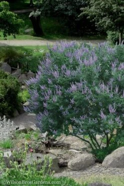 Shoal Creek Chaste Tree (Vitex) - 1 Gallon Pot -Garden Plants Vitex Shoal Creek 17