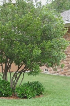 Southern Wax Myrtle - 3 Gallon Pot 11 Southern Wax Myrtle - 3 Gallon Pot -Garden Plants Wax Myrtle Southern 1 500x750 1