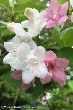 Goodness Grows Bicolor Weigela - 3 Gallon Pot -Garden Plants Weigela Goodness Grows 1