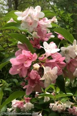 Goodness Grows Bicolor Weigela - 3 Gallon Pot -Garden Plants Weigela Goodness Grows 10