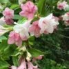 Goodness Grows Bicolor Weigela - 3 Gallon Pot