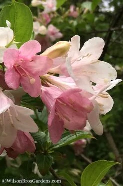 Goodness Grows Bicolor Weigela - 3 Gallon Pot -Garden Plants Weigela Goodness Grows 3