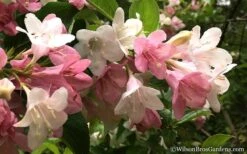 Goodness Grows Bicolor Weigela - 3 Gallon Pot -Garden Plants Weigela Goodness Grows 5