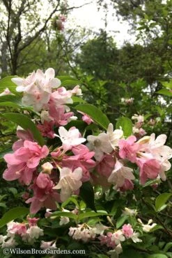 Goodness Grows Bicolor Weigela - 3 Gallon Pot -Garden Plants Weigela Goodness Grows 8