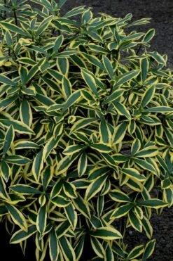 Marianni Variegated Pink Winter Daphne - 2 Gallon Pot -Garden Plants Winter Daphne Marianni 2