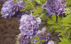 Amethyst Falls Wisteria Vine - 1 Gallon Pot -Garden Plants Wisteria Amethyst Falls 50
