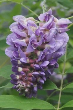 Amethyst Falls Wisteria Vine - 1 Gallon Pot