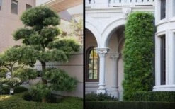 Podocarpus Macrophyllus Upright Yew - 1 Gallon Pot -Garden Plants Yew Podocarpus 2