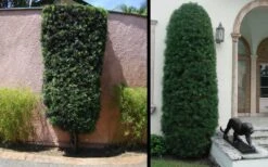 Podocarpus Macrophyllus Upright Yew - 3 Gallon Pot -Garden Plants Yew Podocarpus 3 1