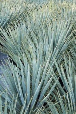 Blue Sentry Yucca - 1 Gallon Pot -Garden Plants Yucca Blue Sentry 2