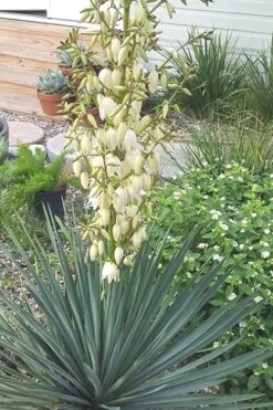 Blue Sentry Yucca - 1 Gallon Pot -Garden Plants Yucca Blue Sentry 3