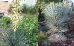Blue Sentry Yucca - 1 Gallon Pot -Garden Plants Yucca Blue Sentry 4