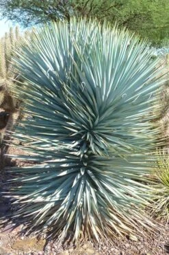 Blue Sentry Yucca - 3 Gallon Pot